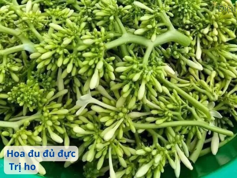 Cách Trị Ho Bằng Hoa Đu Đủ Đực Hiệu Quả An Toàn Lành Tính